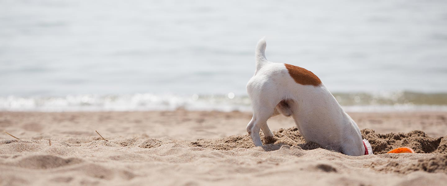 Urlaub mit Hund an der Ostsee - Rügen, Binz, Sellin | ostsee-seite.de